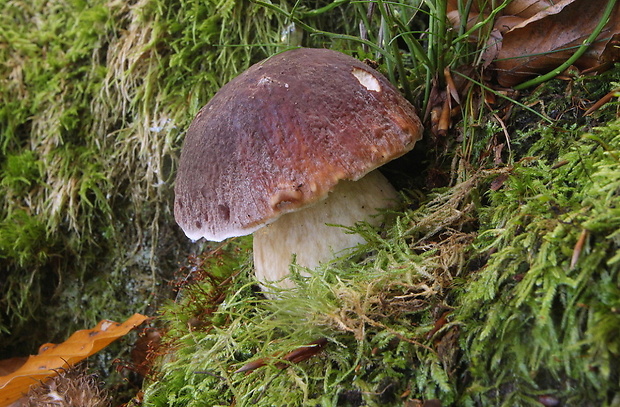 hríb sosnový Boletus pinophilus Pil. et Dermek in Pil.