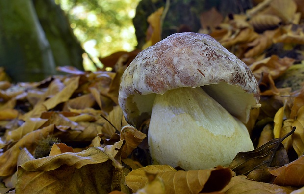 hríb sosnový Boletus pinophilus Pil. et Dermek in Pil.