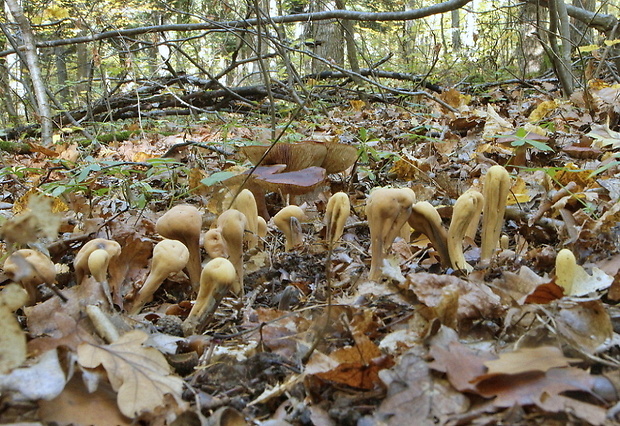 kyjak obrovský Clavariadelphus pistillaris (Fr.) Donk