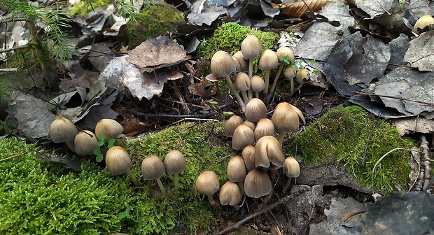 hnojník Coprinus sp.