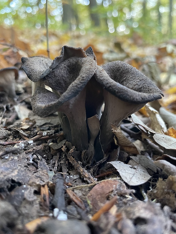 lievik trúbkovitý Craterellus cornucopioides (L.) Pers.