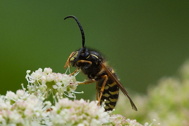 osa norská Dolichovespula norvegica