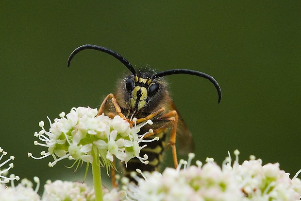 osa norska Dolichovespula norvegica