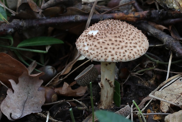 bedlička ostrošupinatá Echinoderma asperum (Pers.) Bon