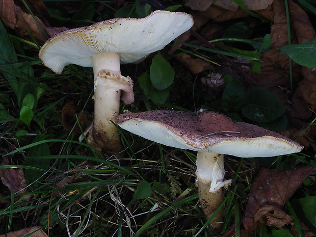 bedlička ostrošupinatá Echinoderma asperum (Pers.) Bon