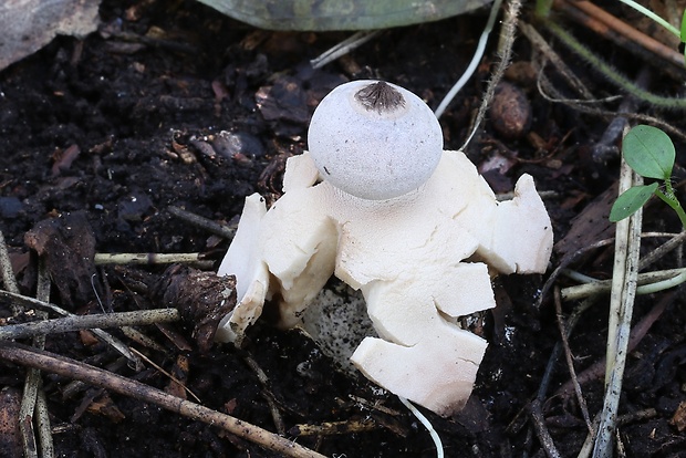 hviezdovka Geastrum britannicum J.C. Zamora