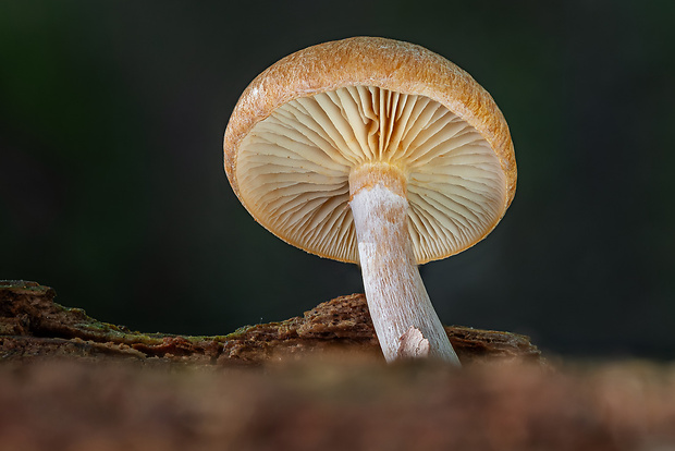 šupinovec nevoňavý Gymnopilus penetrans (Fr.) Murrill