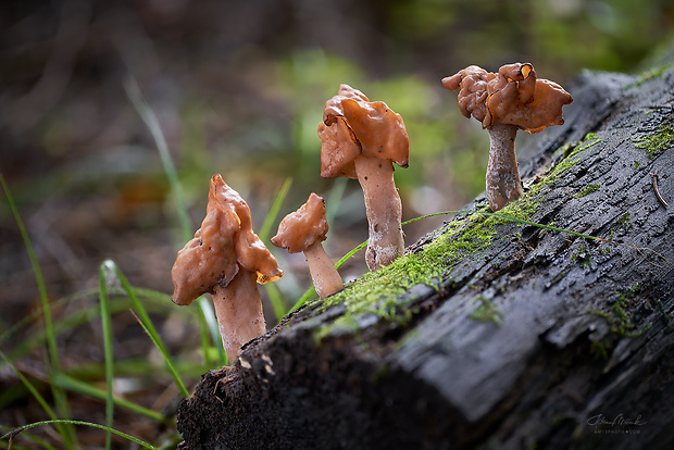 ušiak mitrovitý Gyromitra infula (Schaeff.) Quél.