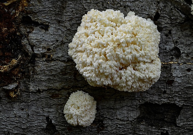 koralovec bukový Hericium coralloides (Scop.) Pers.