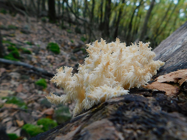 koralovec bukový  Hericium coralloides (Scop.) Pers.