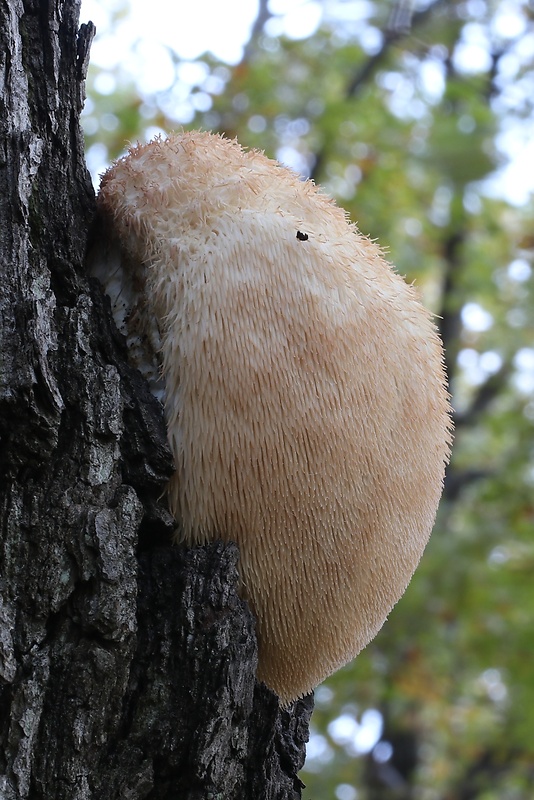 koralovec ježovitý Hericium erinaceus (Bull.) Pers.