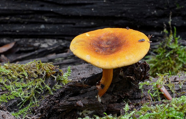 líška oranžová Hygrophoropsis aurantiaca (Wulfen) Maire