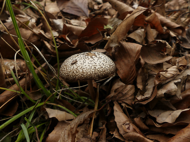 sliznačka koreňujúca Hymenopellis radicata (Relhan) R.H. Petersen