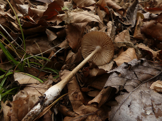 sliznačka koreňujúca Hymenopellis radicata (Relhan) R.H. Petersen