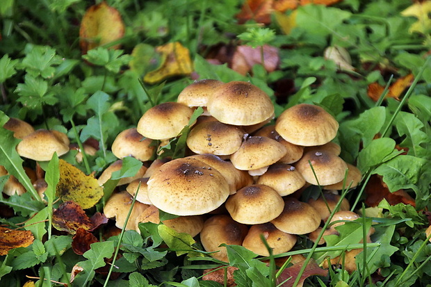 strapcovka zväzkovitá Hypholoma fasciculare (Huds.) P. Kumm.