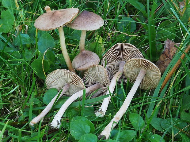 vláknica Inocybe sp.