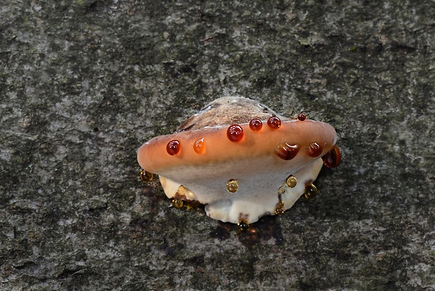 smolokôrovka buková Ischnoderma resinosum (Schrad.) P. Karst.