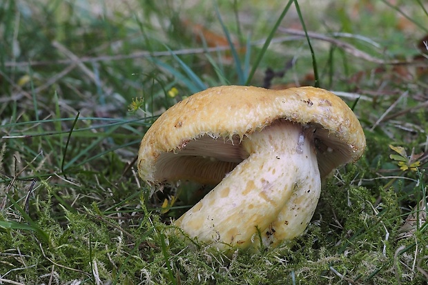 rýdzik nádherný Lactarius repraesentaneus Britzelm.