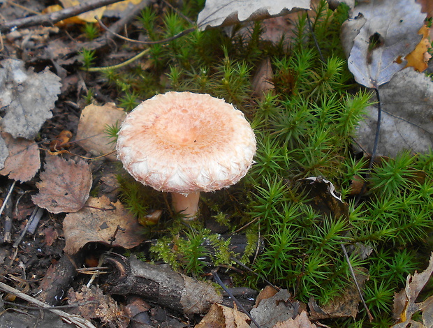 rýdzik kravský Lactarius torminosus (Schaeff.) Gray