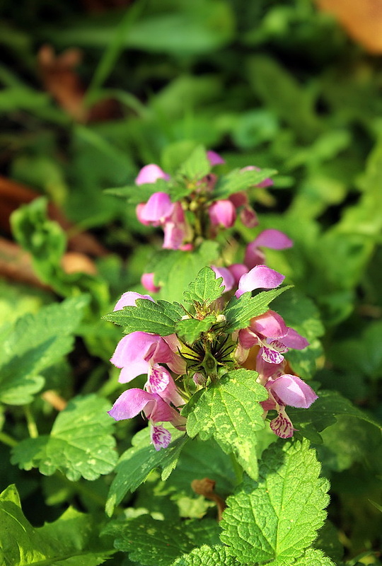 hluchavka škvrnitá Lamium maculatum L.