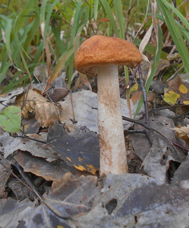 kozák osikový Leccinum albostipitatum den Bakker & Noordel.