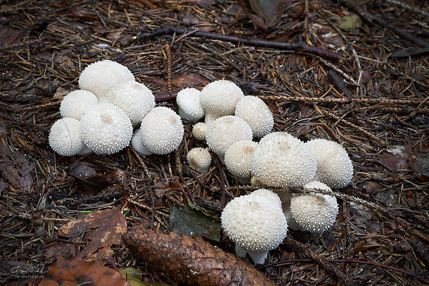 prášnica bradavičnatá Lycoperdon perlatum Pers.