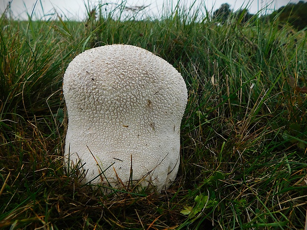 rozpadavec dlabaný Lycoperdon utriforme  Bull.