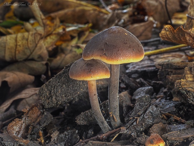 smeťovček uhorkový Macrocystidia cucumis (Pers.) Joss.