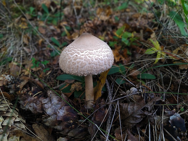 bedľa štíhla Macrolepiota mastoidea (Fr.) Singer