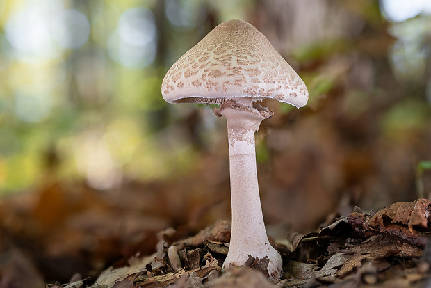 bedľa štíhla Macrolepiota mastoidea (Fr.) Singer