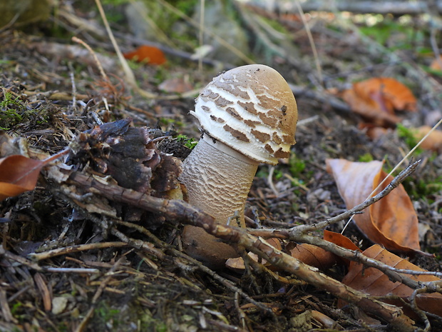 bedľa vysoká Macrolepiota procera (Scop.) Singer