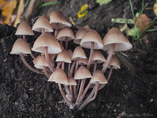 prilbička krvavomliečna Mycena haematopus (Pers.) P. Kumm.