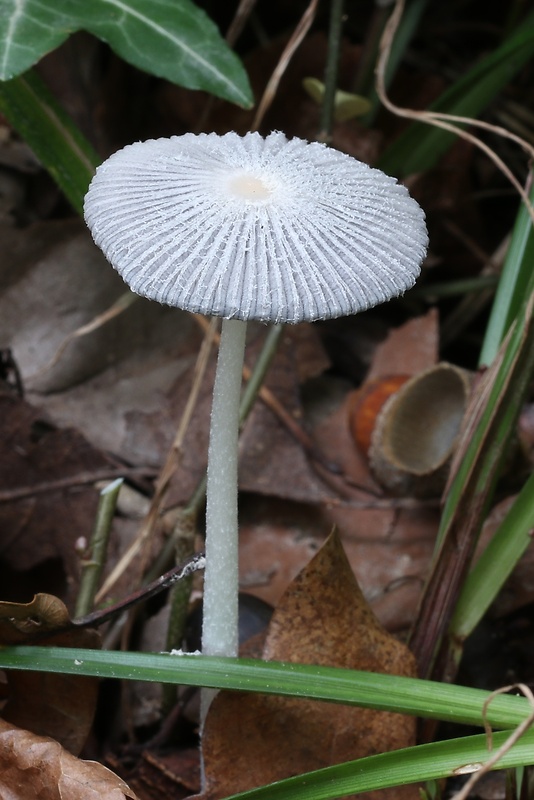 hnojník Parasola sp.