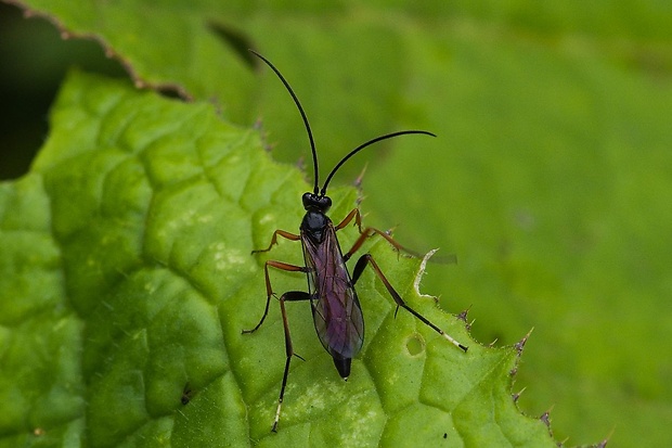 lumok Polytribax arrogans (Gravenhorst, 1839)