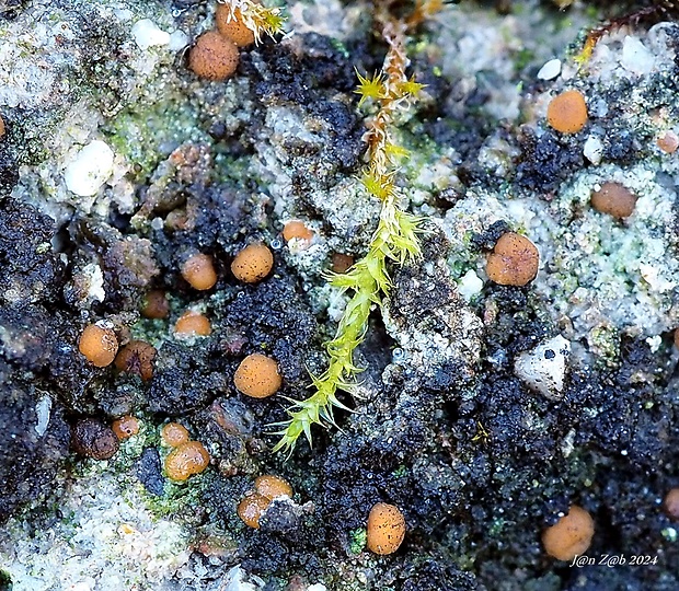 hrdzuľa Protoblastenia sp.