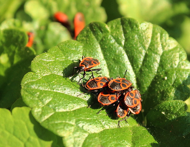 cifruša bezkrídla Pyrrhocoris apterus