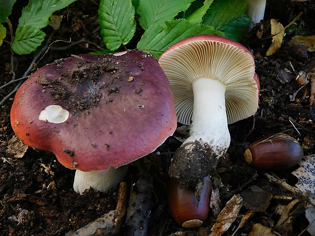 plávka tmavopurpurová Russula atropurpurea (Krombh.) Britzelm.