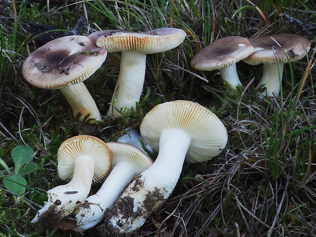 plávka krehká Russula fragilis Fr.