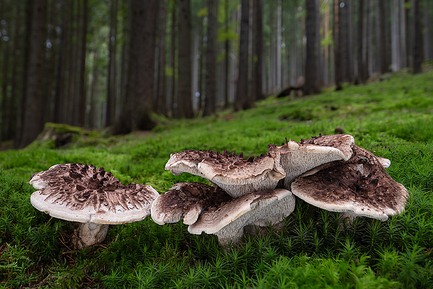 jelenkovec škridlicovitý Sarcodon imbricatus (L.) P. Karst.