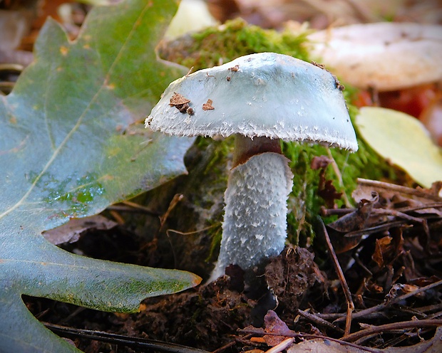 golierovka zelenomodrá Stropharia caerulea  Kreisel