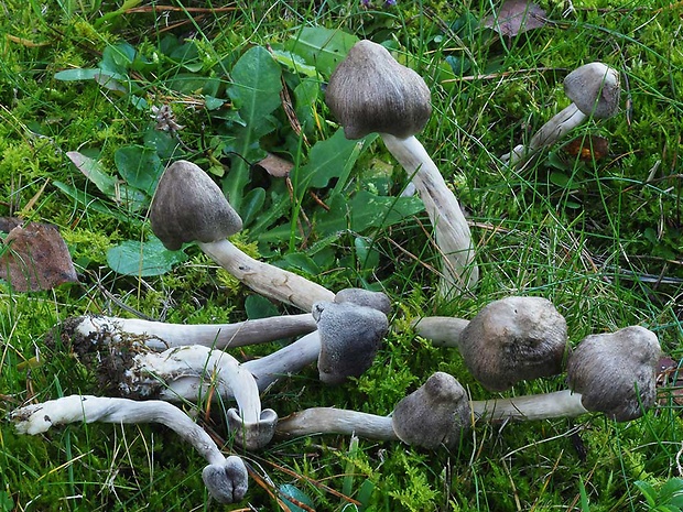 čírovka zemná Tricholoma terreum (Schaeff.) P. Kumm.