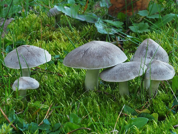 čírovka zemná Tricholoma terreum (Schaeff.) P. Kumm.