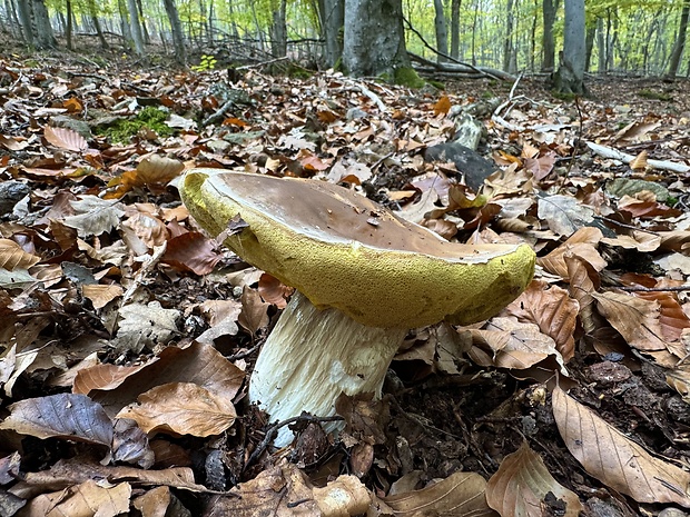 hríb smrekový Boletus edulis Bull.