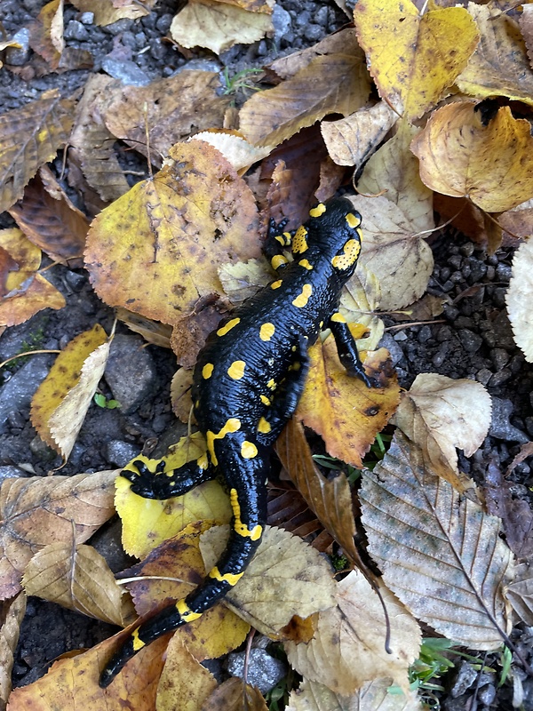 salamandra škvrnitá