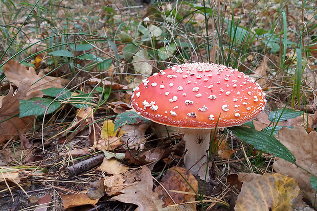 muchotrávka červená Amanita muscaria (L.) Lam.