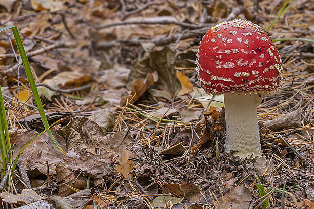 muchotrávka červená Amanita muscaria (L.) Lam.