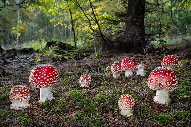 muchotrávka červená Amanita muscaria (L.) Lam.