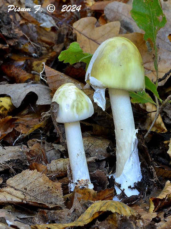 muchotrávka zelená Amanita phalloides (Vaill. ex Fr.) Link