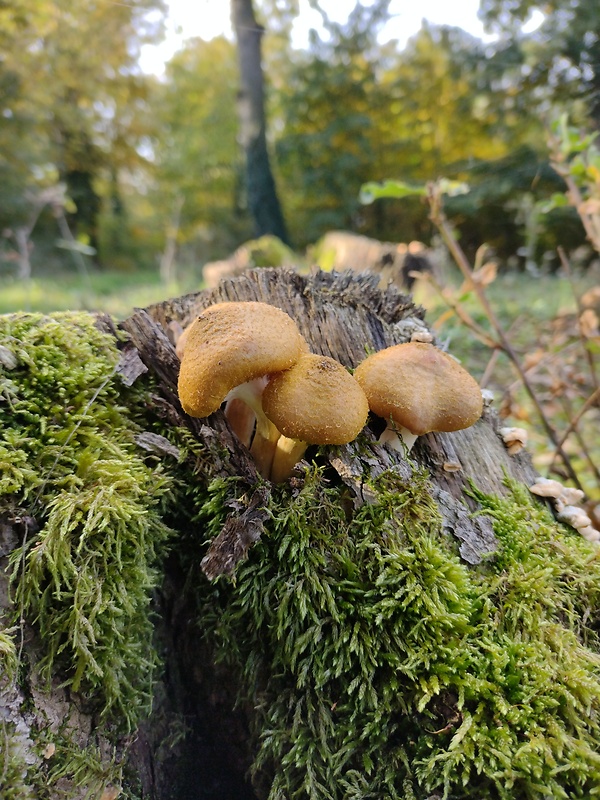 podpňovka žltá Armillaria gallica Marxm. & Romagn.