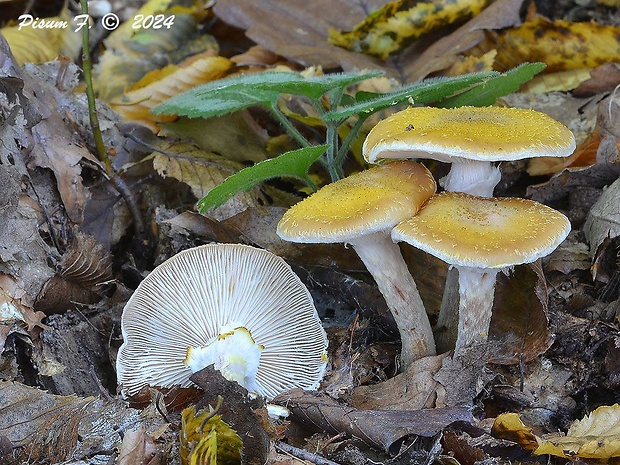 podpňovka žltá Armillaria gallica Marxm. & Romagn.